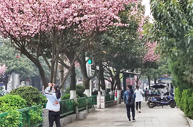 　　近日，随着气温回升，安顺城区多条主干道两旁的樱花相继绽放，形成一道美丽的风景线。图为中华东路的樱花引路人拍照。（安顺日报社大数据智慧全媒体记者 武贵琼 摄）