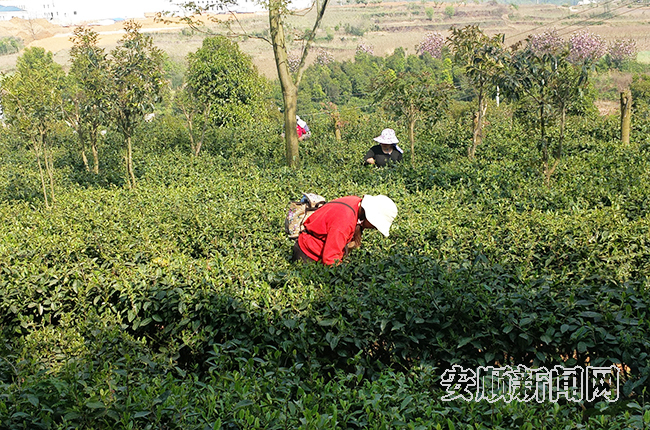 上坝茶场内，茶农们正在采摘茶青