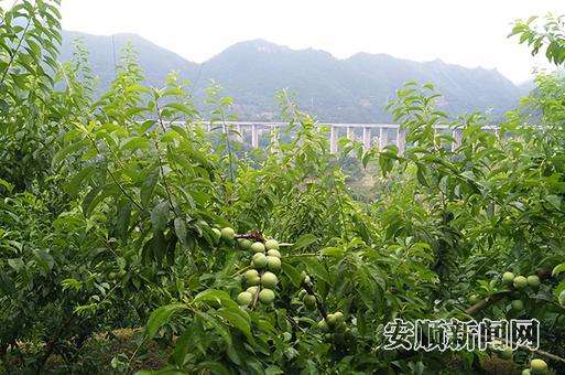 惠兴高速边的冰脆李