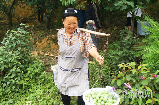 村民挑运冰脆李