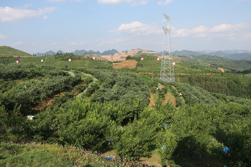 6月4日至6月5日我市召开全市农业现代化推进大会，会议采取现场观摩、召开推进大会形式进行。6月4日观摩嘉宾分为二组分别到平坝区肉牛全产业链建设项目基地、西秀区旧州镇茶岭村宜居乡村示范点、西秀区双堡镇银山村辣椒规模化种植基地、镇宁自治县良田镇520高密植补光火龙果种植基地、镇宁自治县简嘎乡百香果加工厂、紫云自治县板当镇贵州百灵生态蓝莓园、关岭自治县断桥镇坡舟村宜居乡村示范点、关岭自治县断桥镇现代渔业种业园区、黄果树盔林甲村宜居乡村示范点、镇宁自治县扁担山镇花果山农旅融合示范园区、经济开发区幺铺镇牛蹄村宜居乡村示范点、普定县大兴父母代兔养殖场、普定春归保健科技有限公司进行观摩。（安顺日报社大数据智慧全媒体记者）