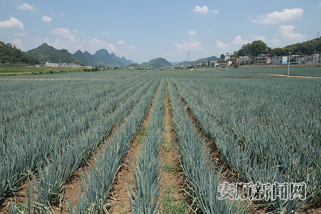 扁担山坝区成片的大葱