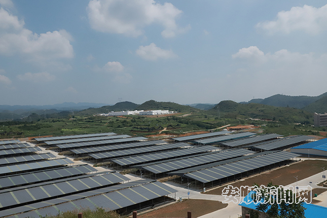 平坝区十字乡青山村平坝肉牛（黑牛）全产业链建设项目基地