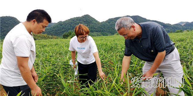 贵州天成生态农业开发有限公司董事长谭振玉查看基地生姜长势