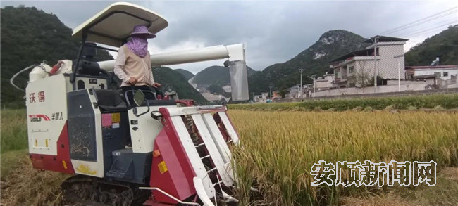 28 稻谷收割现场