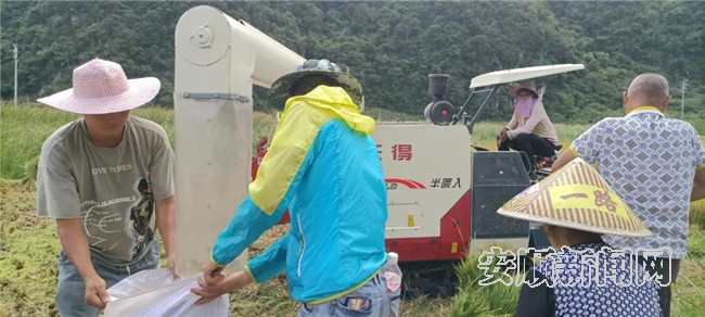 29稻谷收割现场