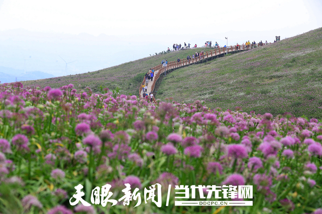 赫章县境内大韭菜坪景区，漫山遍野的紫色韭菜花使整个山体成了花的海洋，吸引了大量游客前来观花赏景。韩贤普摄（贵景网发）.jpg