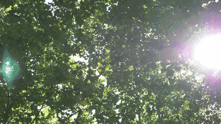 9.gif