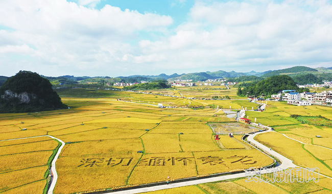 平坝区白云镇万亩稻米种植基地 杨国民 摄