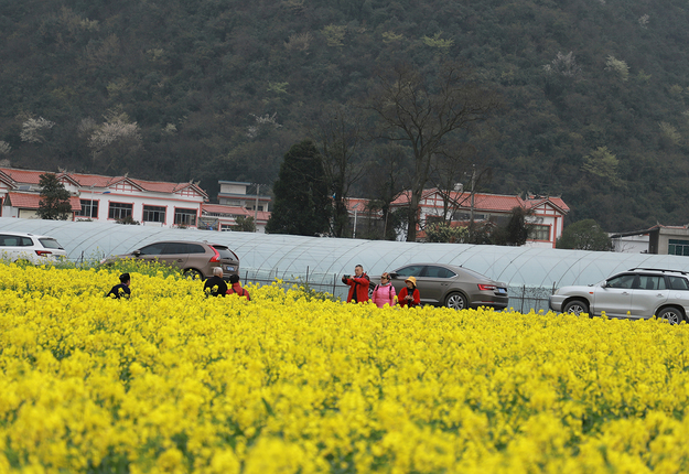 平坝区小河湾景区油菜花盛开吸引大量游客驻足拍照、观赏肖劲松摄.jpg