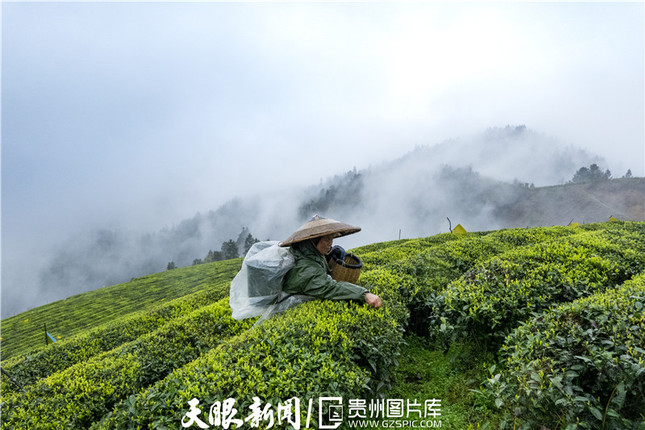 331738-2021年3月21日，阳春三月，草长莺飞，在贵州省黔东南州岑巩县客楼镇下寨村仙境坡生态有机茶场，茶农正在采摘春茶，与高山云雾构成一幅禅意水墨画.jpg