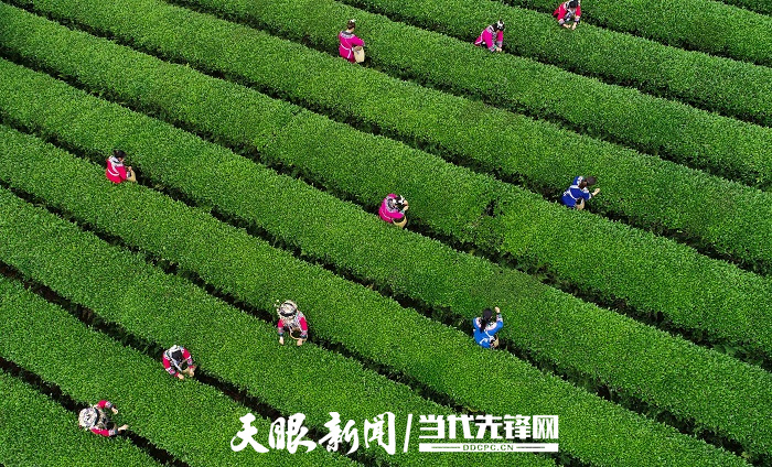 茶农在松桃自治县普觉镇大同茶园采茶。龙元彬摄（贵景网发）.jpg
