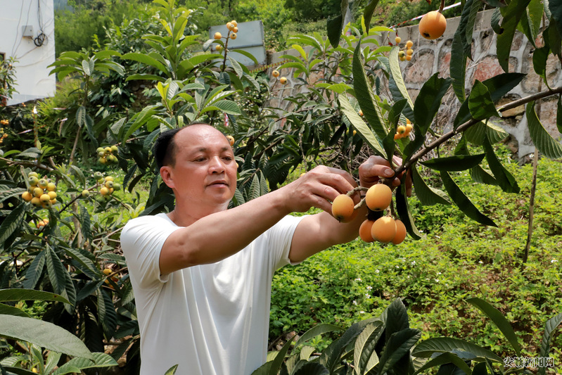 采摘枇杷