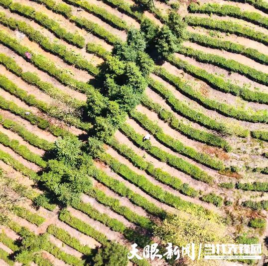 都匀螺蛳壳茶山。.jpg