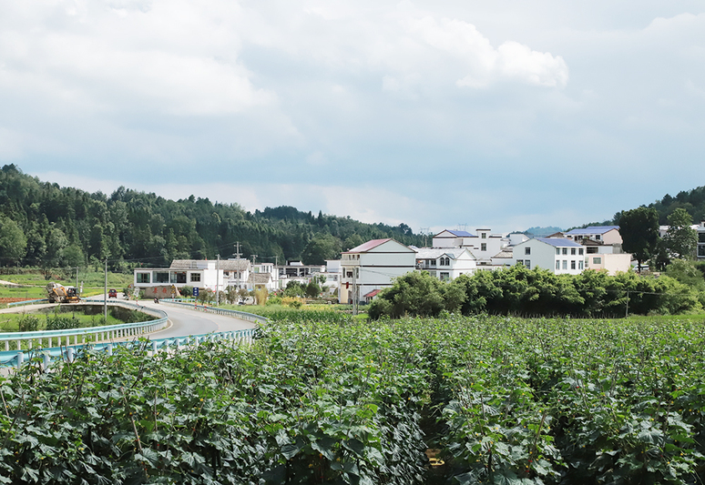 西秀区旧州镇茶岭村宜居环境.JPG