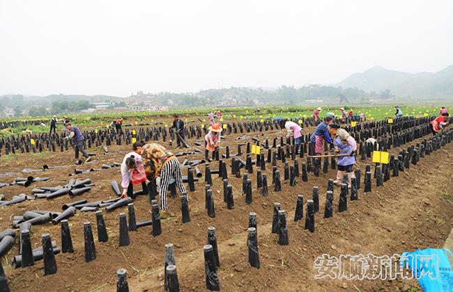 观摩韭黄基地.jpg
