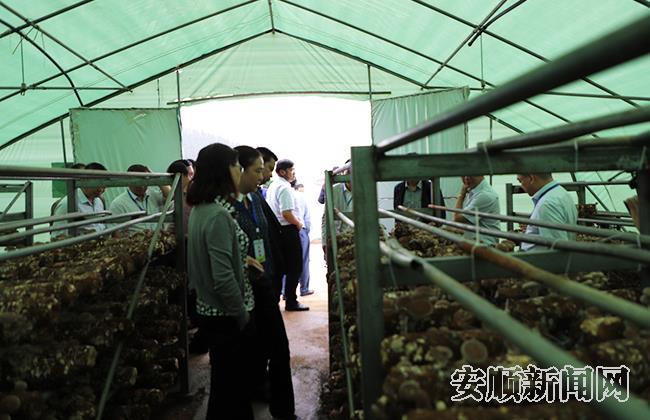 观摩成员观摩食用菌.jpg
