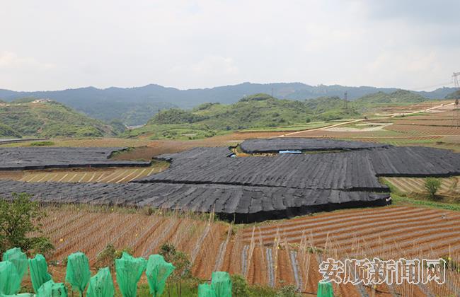 高标准蔬菜示范基地.jpg