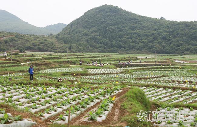 烟草产业高质量“双提升”科技示范基地.jpg