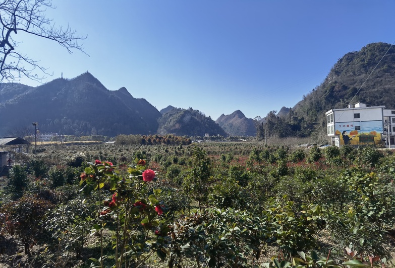 苗圃基地.jpg