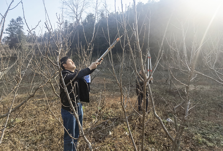红光村村民管护樱桃.jpg