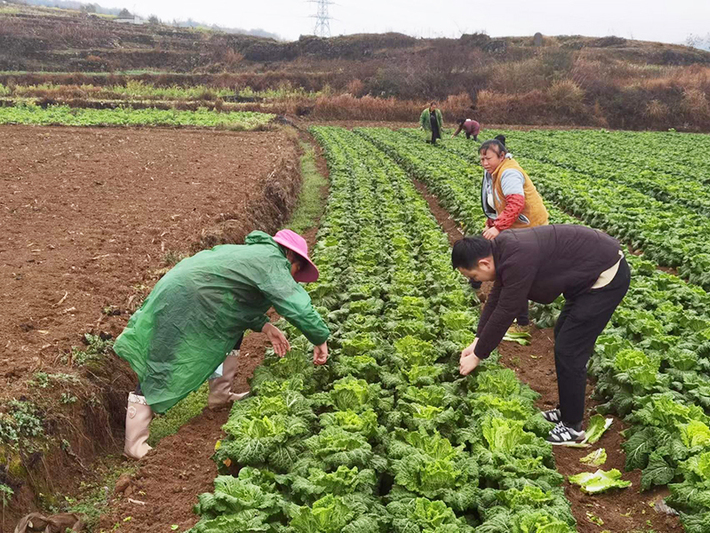 村民在田间管护蔬菜.jpg