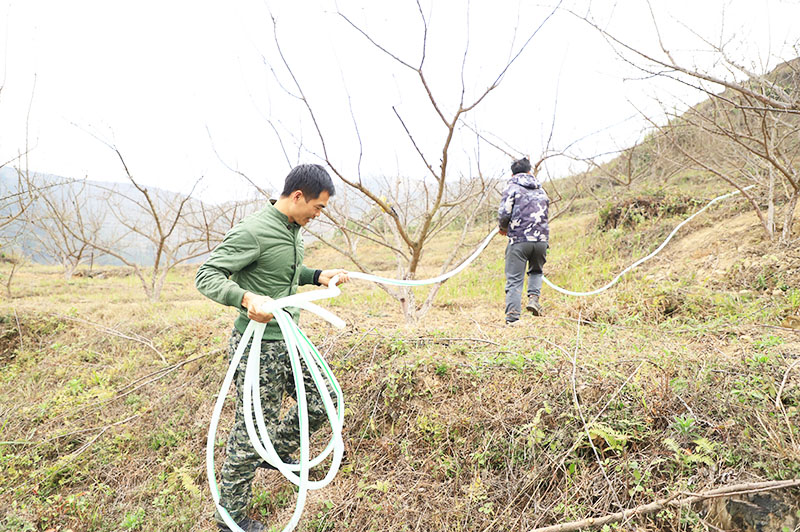 在李子种植地进行春管.jpg