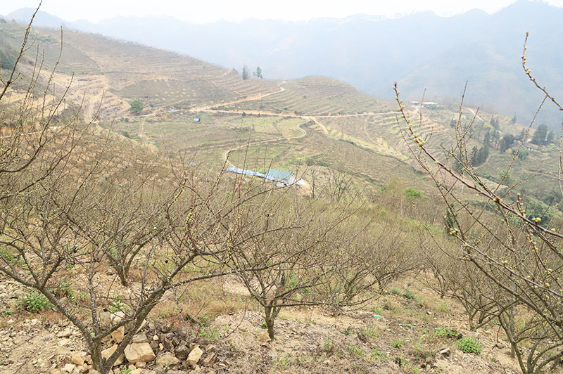 马口洞村李子种植地.jpg