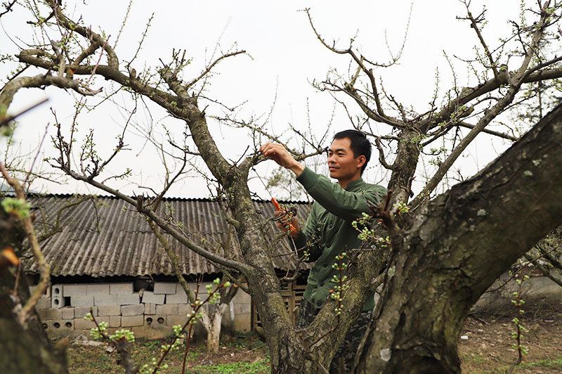 杨虎给李树修枝.jpg