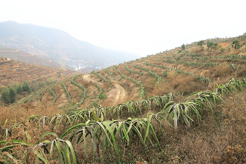 马口洞村火龙果种植地.jpg