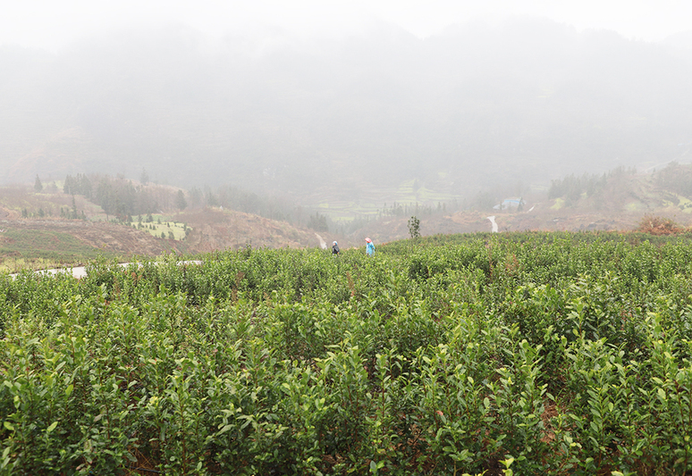 奋箕冲村茶叶种植基地.jpg