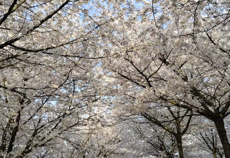 盛开的樱花.jpg