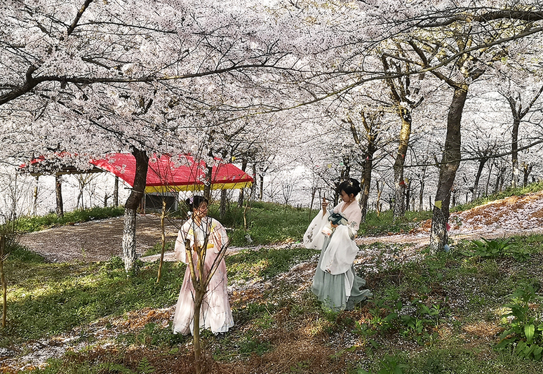 汉服少女在樱花树下拍照.jpg