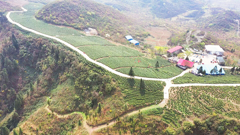 航拍岗乌镇上寨茶场1.jpg