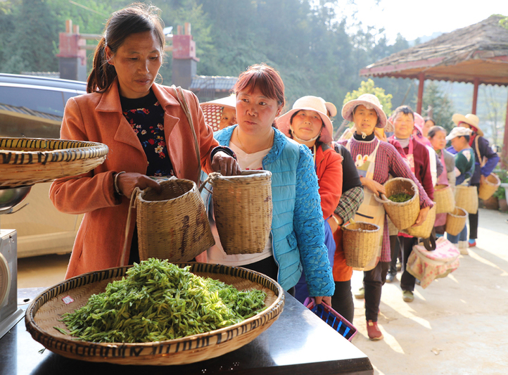 在普定化处镇朵贝村贵州哚贝古茶开发有限公司，茶农排着长队给刚采摘的茶叶称重.jpg