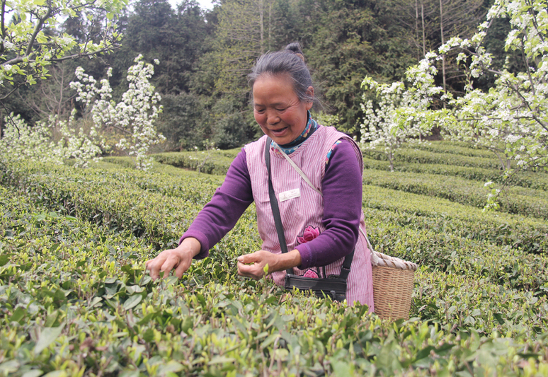 普定县印象朵贝贡茶专业合作社 (2).jpg