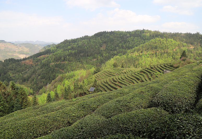 江龙镇茶叶种植基地1.jpg