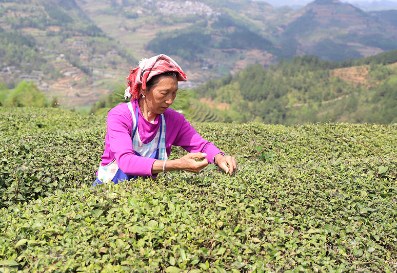 茶农在茶山上采茶.jpg