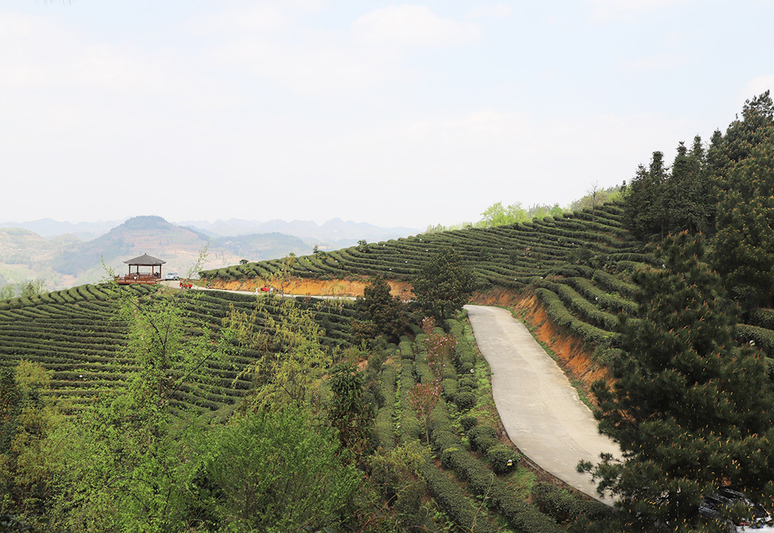 江龙镇茶叶种植基地.jpg