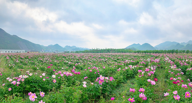 关岭花江漫语芍药谷数百亩芍药花次第开放.jpg