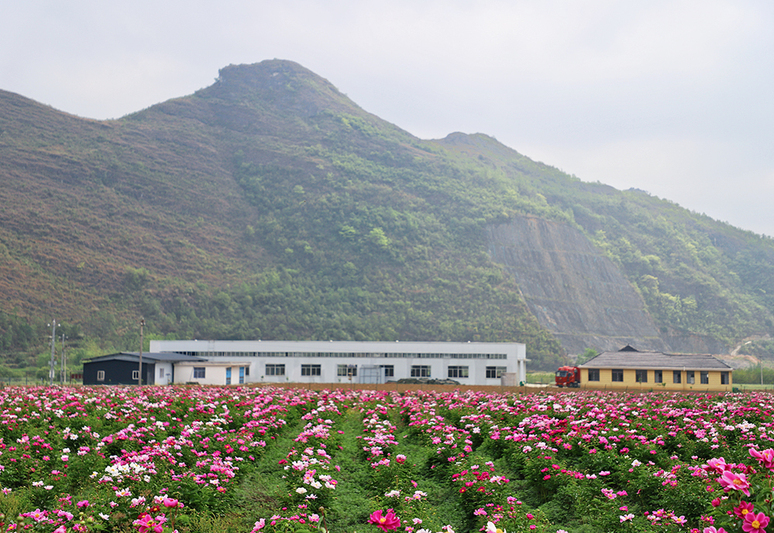 关岭花江漫语芍药谷的芍药花海与中药材加工车间.jpg