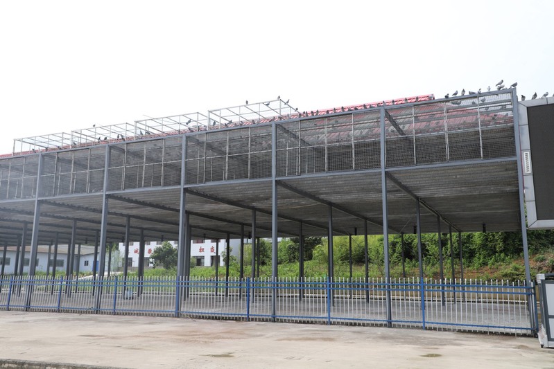 红枫赛鸽中心公棚良好的饲养、训练条件为鸽群家飞提供优质环境.jpg