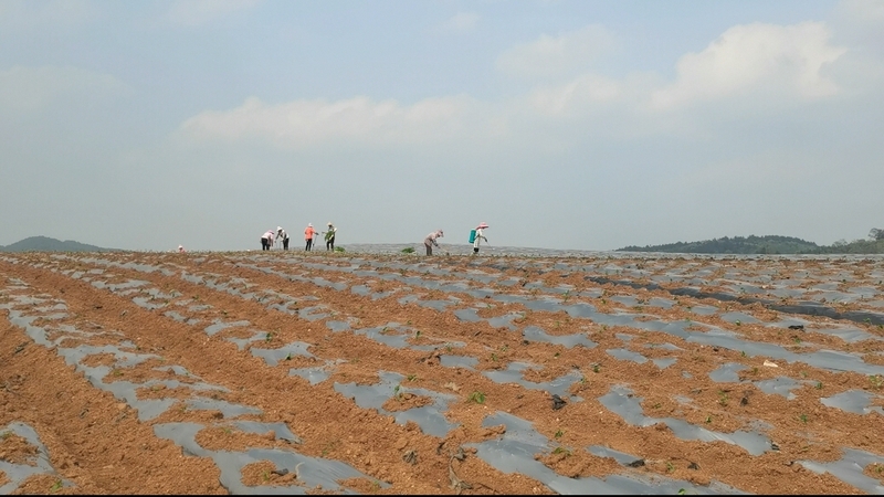 村民正在劳作.jpg