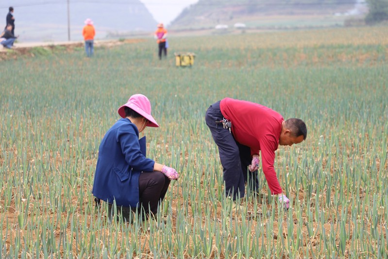 蔡官镇对长沙村蔬菜基地种植大户正在掐掉葱花.jpg