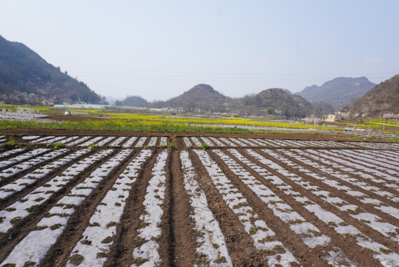 镇宁的田间蔬菜基地已覆上膜.jpg