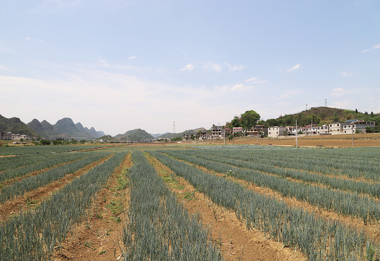 扁担山蔬菜种植基地大葱长势正旺.jpg