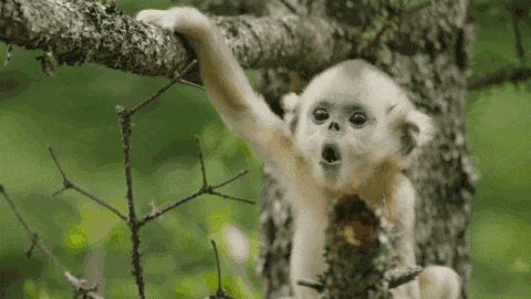 640.gif
