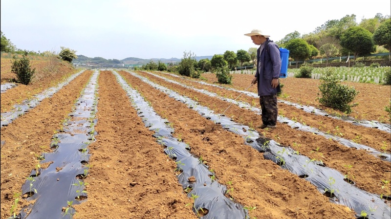 菜农在给辣椒浇防虫药水.jpg