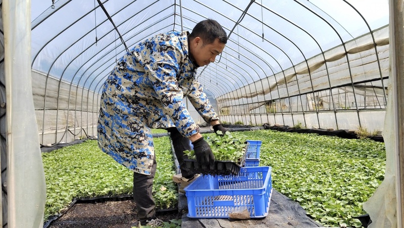 菜农在育苗基地选购毛节瓜苗.jpg