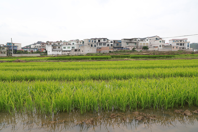 龙海村水稻育秧基地.jpg